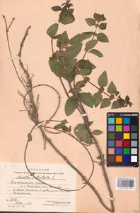 MHA 0 158 490, Mentha × verticillata L., Восточная Европа, Западно-Украинский район (E13) (Украина)