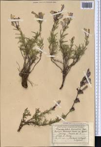 Змееголовник дваждыперистый Rupr., Средняя Азия и Казахстан, Северный и Центральный Тянь-Шань (M4) (Киргизия)