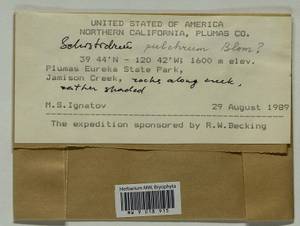 Schistidium pulchrum H.H. Blom, Гербарий мохообразных, Мхи - Америка (BAm) (США)