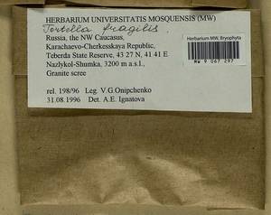 Tortella fragilis (Drumm.) Limpr., Гербарий мохообразных, Мхи - Северный Кавказ и Предкавказье (B12) (Россия)