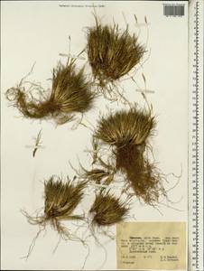 Poaceae, Африка (AFR) (Эфиопия)