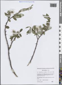 Ива Бебба, Ива Бэбба Sarg., Сибирь, Якутия (S5) (Россия)