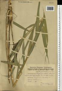 Тростник южный, Тростник обыкновенный (Cav.) Trin. ex Steud., Восточная Европа, Восточный район (E10) (Россия)