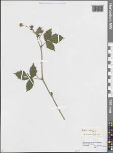 Ежевика сизая L., Восточная Европа, Центральный лесной район (E5) (Россия)