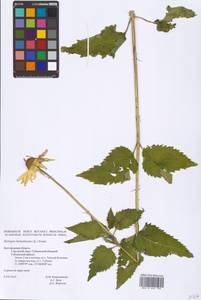 Гелиопсис подсолнечниковый (L.) Sweet, Восточная Европа, Центральный лесостепной район (E6) (Россия)