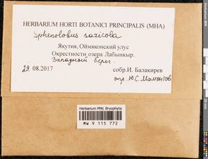 Sphenolobus saxicola (Schrad.) Steph., Гербарий мохообразных, Мхи - Якутия (B19) (Россия)