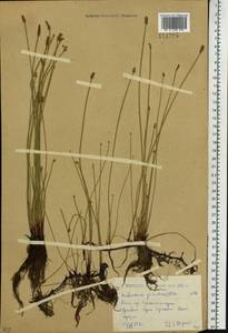 Болотница болотная, Болотница обыкновенная (L.) Roem. & Schult., Сибирь, Западный (Казахстанский) Алтай (S2a) (Казахстан)