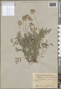 Астрагал Шренка Fisch. & C.A.Mey., Средняя Азия и Казахстан, Западный Тянь-Шань и Каратау (M3) (Узбекистан)