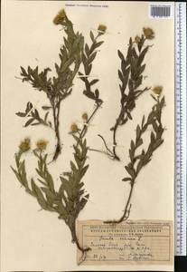 Pentanema salicinum subsp. salicinum, Средняя Азия и Казахстан, Прикаспийский Устюрт и Северное Приаралье (M8) (Казахстан)
