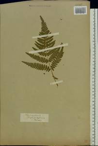 Pteridium aquilinum subsp. pinetorum (C. N. Page & R. R. Mill) J. A. Thomson, Восточная Европа, Средневолжский район (E8) (Россия)