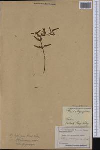 Pellaea atropurpurea (L.) Link, Австралия и Океания (AUSTR) (Россия)