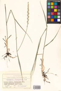 Thinopyrum intermedium subsp. intermedium, Восточная Европа, Южно-Украинский район (E12) (Украина)