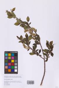 Ива мирзинолистная, Ива чернеющая Salisb., Восточная Европа, Московская область и Москва (E4a) (Россия)