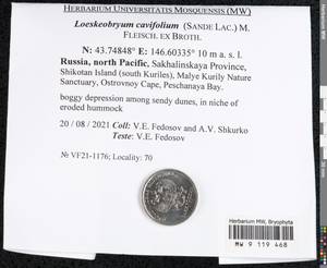 Loeskeobryum cavifolium (Sande Lac.) M. Fleisch. ex Broth., Гербарий мохообразных, Мхи - Дальний Восток (без Чукотки и Камчатки) (B20) (Россия)