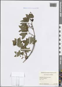 Клен грузинский (M.Bieb.) Yalt., Кавказ, Армения (K5) (Армения)