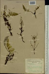 Хвощ полевой L., Восточная Европа, Северный район (E1) (Россия)