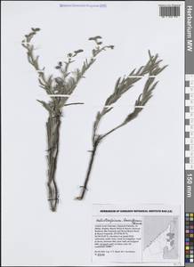 Heliotropium bacciferum Forssk., Зарубежная Азия (ASIA) (ОАЭ)