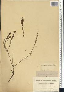 Amphithalea ericifolia (L.)Eckl. & Zeyh., Африка (AFR) (ЮАР)