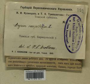 Ptychostomum imbricatulum (Müll. Hal.) Holyoak & N. Pedersen, Гербарий мохообразных, Мхи - Западная Сибирь (включая Алтай) (B15) (Россия)