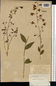 Бубенчик лилиелистный (L.) A.DC., Восточная Европа, Западный район (E3) (Россия)