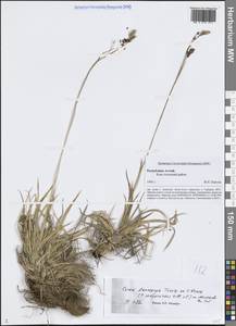 Осока узкоплодная Turcz. ex V.I.Krecz., Сибирь, Алтай и Саяны (S2) (Россия)