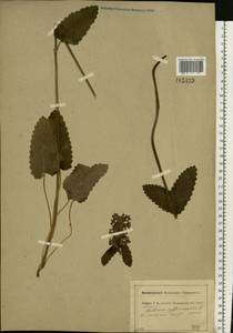 Betonica officinalis subsp. officinalis, Восточная Европа, Центральный район (E4) (Россия)