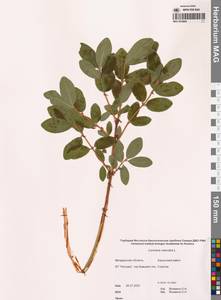 Жимолость голубая L., Сибирь, Чукотка и Камчатка (S7) (Россия)