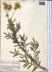 Rhaponticoides ruthenica (Lam.) M. V. Agab. & Greuter, Средняя Азия и Казахстан, Северный и Центральный Тянь-Шань (M4) (Киргизия)