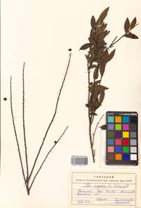 Падуб морщинистый F.Schmidt, Сибирь, Дальний Восток (S6) (Россия)