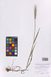 Рожь посевная L., Восточная Европа, Московская область и Москва (E4a) (Россия)