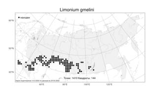 Limonium gmelini (Willd.) Kuntze, Атлас флоры России (FLORUS) (Россия)