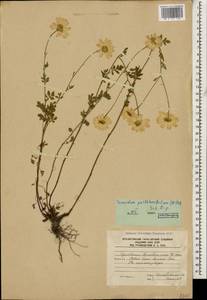 Tanacetum partheniifolium (Willd.) Sch. Bip., Кавказ, Южная Осетия (K4b) (Южная Осетия)