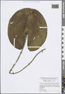 Кувшинка белоснежная C.Presl, Восточная Европа, Средневолжский район (E8) (Россия)