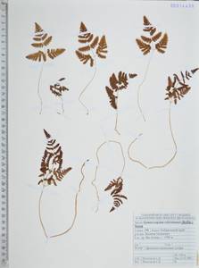 Голокучник иезский (Koidz.) Koidz., Сибирь, Дальний Восток (S6) (Россия)