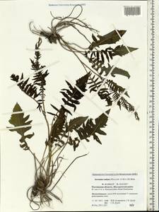 Klasea radiata subsp. radiata, Восточная Европа, Ростовская область (E12a) (Россия)
