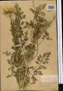 Морковь обыкновенная, Морковь дикая L., Средняя Азия и Казахстан, Муюнкумы, Прибалхашье и Бетпак-Дала (M9) (Казахстан)