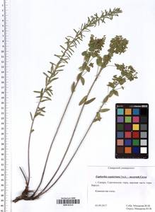 Молочай Сегье Neck., Восточная Европа, Средневолжский район (E8) (Россия)