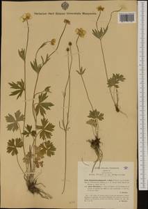 Ranunculus aduncus Gren. & Godr., Западная Европа (EUR) (Италия)