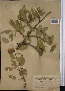 Prunus bucharica (Korsh.) B. Fedtsch., Средняя Азия и Казахстан, Памир и Памиро-Алай (M2) (Узбекистан)