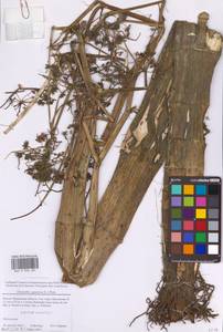 Омежник водный, Омежник водяной (L.) Poir., Восточная Европа, Московская область и Москва (E4a) (Россия)