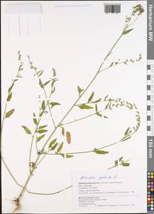 Лебеда раскидистая L., Восточная Европа, Восточный район (E10) (Россия)