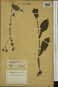 Скерда болотная (L.) Moench, Западная Европа (EUR) (Германия)