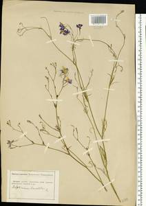 Delphinium consolida subsp. consolida, Восточная Европа, Южно-Украинский район (E12) (Украина)