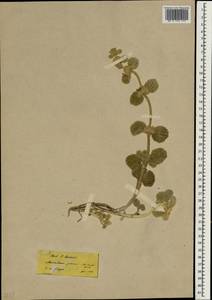 Marrubium globosum Montbret & Aucher ex Benth., Зарубежная Азия (ASIA) (Турция)