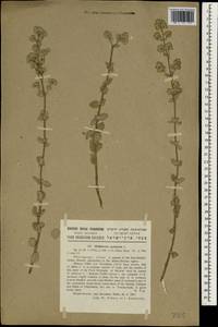 Origanum syriacum L., Зарубежная Азия (ASIA) (Израиль)