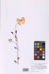 Эшшольция калифорнийская Cham., Восточная Европа, Московская область и Москва (E4a) (Россия)