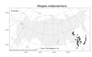 Weigela middendorfiana, Вейгела Миддендорфа (Hort. ex Carrière) K. Koch, Атлас флоры России (FLORUS) (Россия)