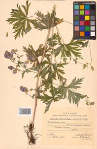 Aconitum karafutense subsp. karafutense, Сибирь, Дальний Восток (S6) (Россия)