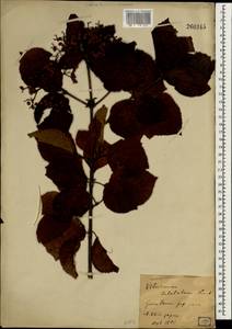 Viburnum dilatatum Thunb., Зарубежная Азия (ASIA) (Япония)