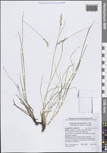 Дантония лежачая, Зиглингия лежачая (L.) DC., Западная Европа (EUR) (Испания)